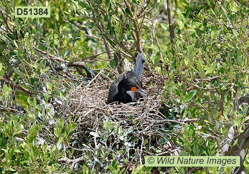 Double-crested Cormorant (Phalacrocorax auritus)